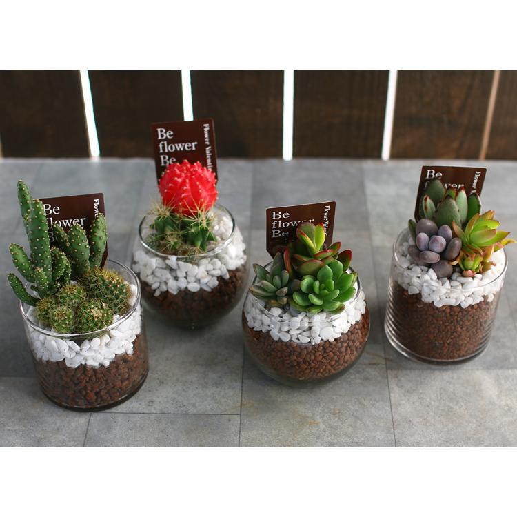 多肉植物 or サボテン 寄せ植え ガラスポット(ボール型・ドラム型