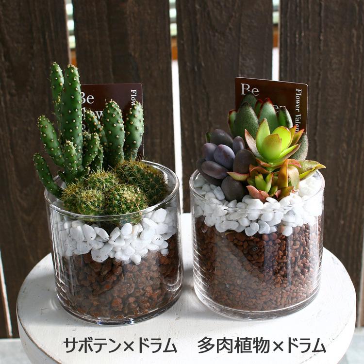 多肉植物 or サボテン 寄せ植え ガラスポット(ボール型・ドラム
