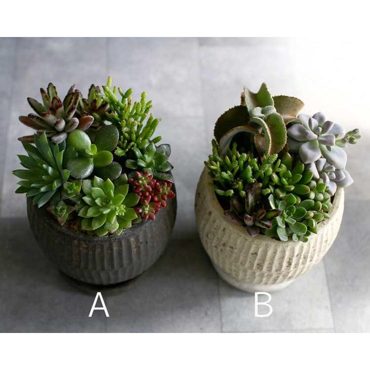 売り尽くしsale 30 Off 多肉植物 寄せ植え おしゃれ 陶器 観葉植物 ギフト 鉢 インテリア おしゃれ ハオルチア サボテン オシャレ Kan Tanitoki 02 4 花うるる ハンギング 寄せ植え通販 通販 Yahoo ショッピング