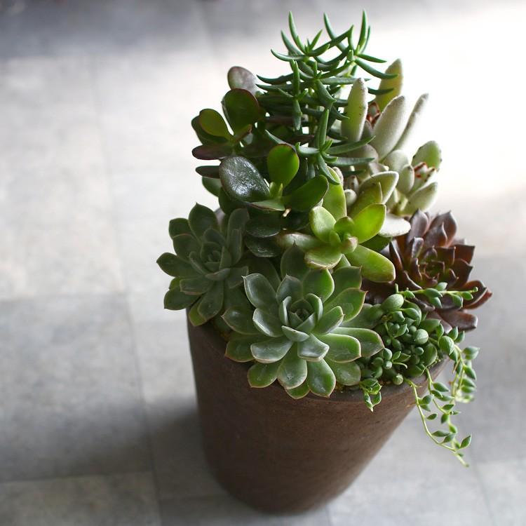 最終処分価格 売り尽くし 多肉植物 寄せ植え おしゃれ 陶器 観葉植物 ギフト 鉢 インテリア 雑貨 おしゃれ ハオルチア セダム エケベリア オシャレ Kan Tanitoki 02 7 花うるる ハンギング 寄せ植え通販 通販 Yahoo ショッピング