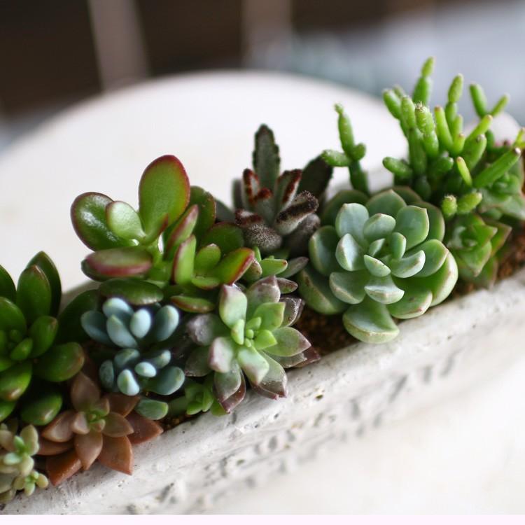 ☆売り尽くしSALE！30%OFF☆多肉植物 寄せ植え おしゃれ [陶器] 観葉