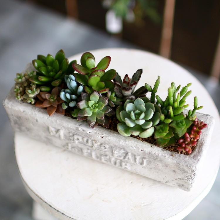 多肉植物・サボテン・エケベリア・ハオルチア等　３０個セット　格安販売 ☆売り尽くしSALE！30%OFF☆多肉植物 寄せ植え おしゃれ [陶器] 観葉
