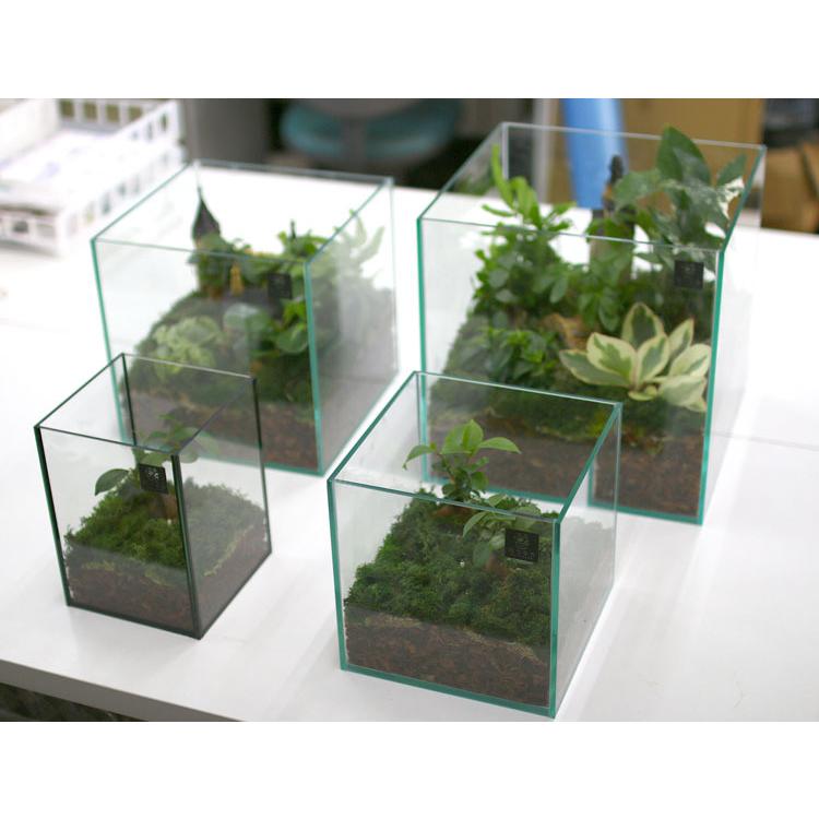 送料無料 観葉植物 テラリウム Llサイズ ミニ観葉 7 ガラス ケース インテリア 完成品 観葉植物 モダン アクアリウム おしゃれ 水槽 開店祝い 新築祝い Kan Terrarium L2 花うるる ハンギング 寄せ植え通販 通販 Yahoo ショッピング