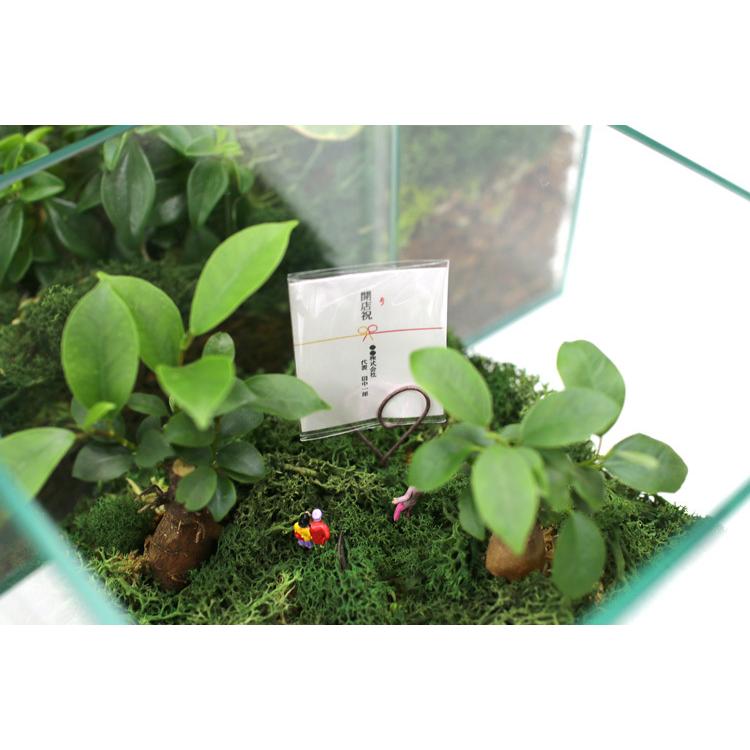 送料無料 観葉植物 [テラリウム Lサイズ] (ミニ観葉×4) (ガラス ケース