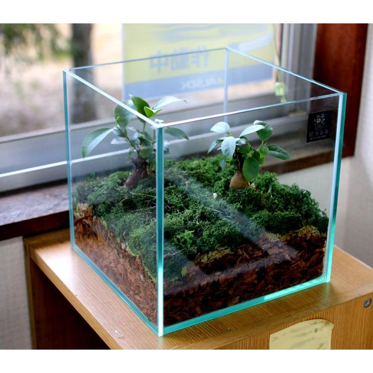 訳あり・現品限り 送料無料 観葉植物 [テラリウム Mサイズ