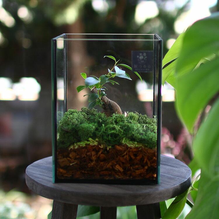 訳あり・現品限り』送料無料 観葉植物 [テラリウム Sサイズ