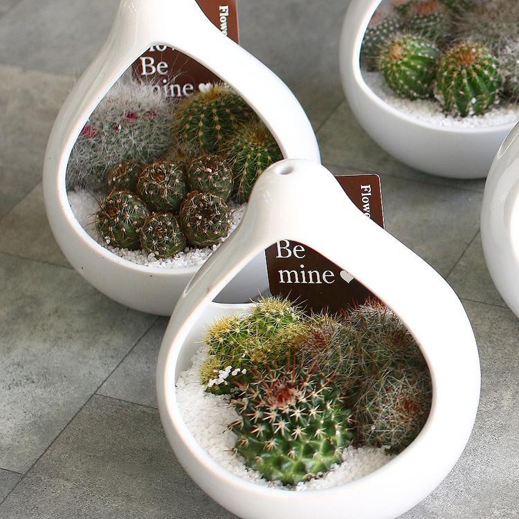 多肉植物 Or サボテン 寄せ植え ドロップ 陶器ポット 観葉植物 ギフト 鉢 インテリア 雑貨 エケベリア オシャレ Kan Ts Drop 花うるる ハンギング 寄せ植え通販 通販 Yahoo ショッピング