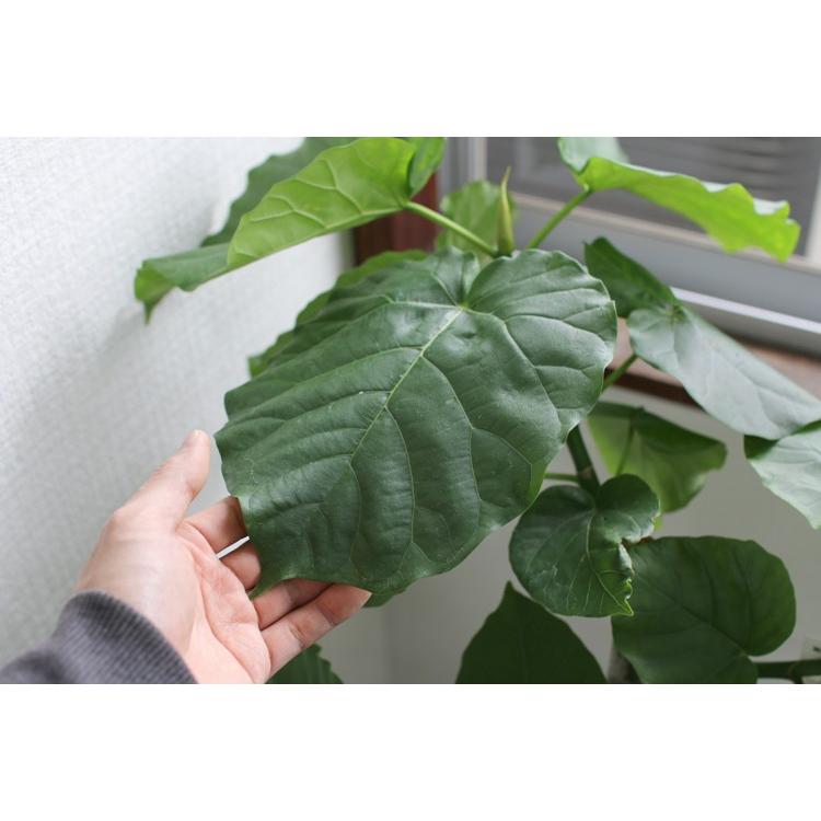 観葉植物 フィカス・ウンベラータ寄せ植え 角陶器鉢(白) 高さ約1.2m