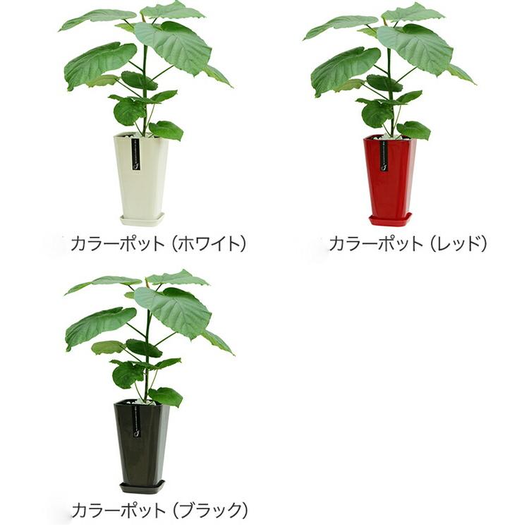 観葉植物 フィカス・ウンベラータ 6号 選べる鉢 6種類 高さ約65cm前後