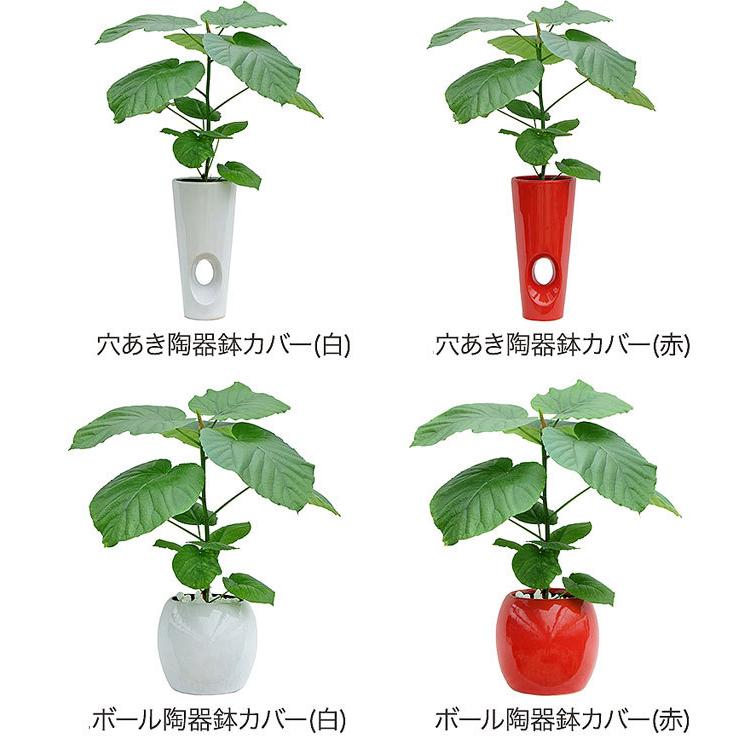 アウトレット 人気の観葉植物 おしゃれ ウンベラータ ハートの葉っぱ スクエア高陶器 白 ６号 人気 ギフト プレゼント インテリア 風水 高さ約70cm 送料無料