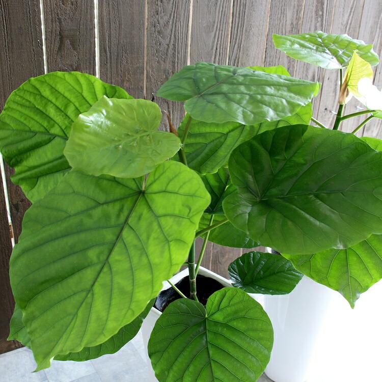 観葉植物 フィカス・ウンベラータ 6号 選べる鉢 6種類 高さ約65cm前後