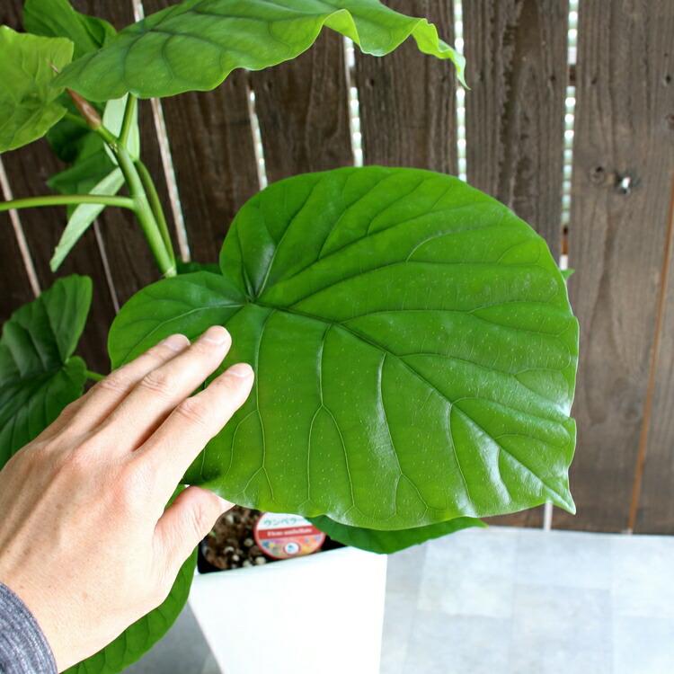 観葉植物 フィカス・ウンベラータ 6号 選べる鉢 6種類 高さ約65cm前後 