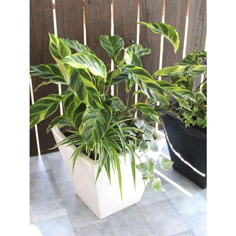 観葉植物 カラテア 寄せ植え 陶器鉢 白 黒 高さ 約50cm ８号鉢 夏 誕生日 開店祝い 寄せ植え Kan Yose Karatea 花うるる ハンギング 寄せ植え通販 通販 Yahoo ショッピング