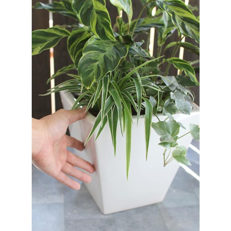 観葉植物「カラテア 寄せ植え 陶器鉢 白・黒」(高さ 約50cm) 8号鉢 夏