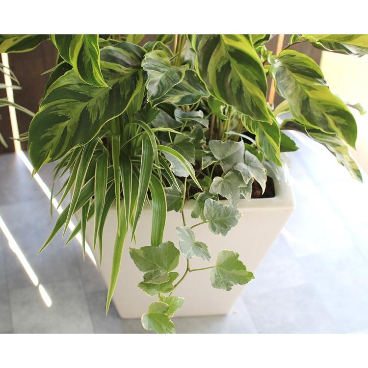 観葉植物「カラテア 寄せ植え 陶器鉢 白・黒」(高さ 約50cm) 8号鉢 夏