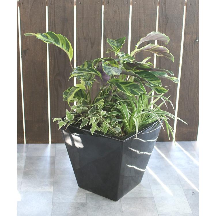 観葉植物「カラテア 寄せ植え 陶器鉢 白・黒」(高さ 約50cm) 8号鉢 夏