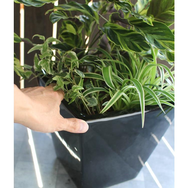 観葉植物「カラテア 寄せ植え 陶器鉢 白・黒」(高さ 約50cm) 8号鉢 夏