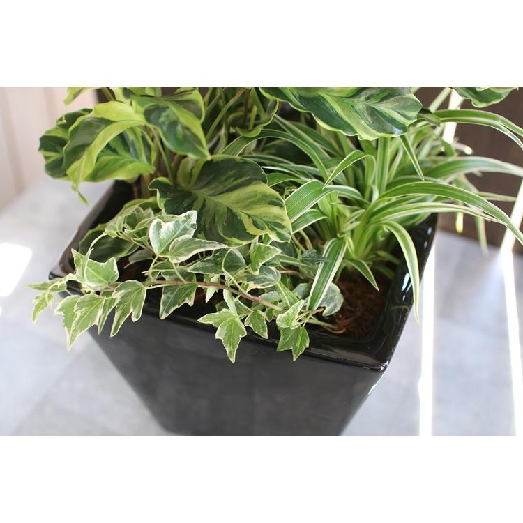 観葉植物「カラテア 寄せ植え 陶器鉢 白・黒」(高さ 約50cm) 8号鉢 夏