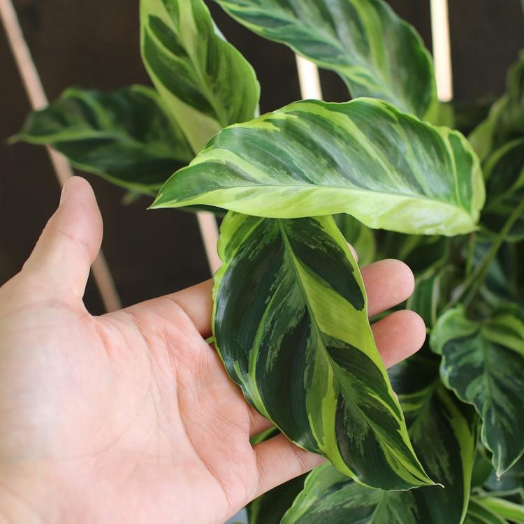 観葉植物「カラテア 寄せ植え 陶器鉢 白・黒」(高さ 約50cm) 8号鉢 夏