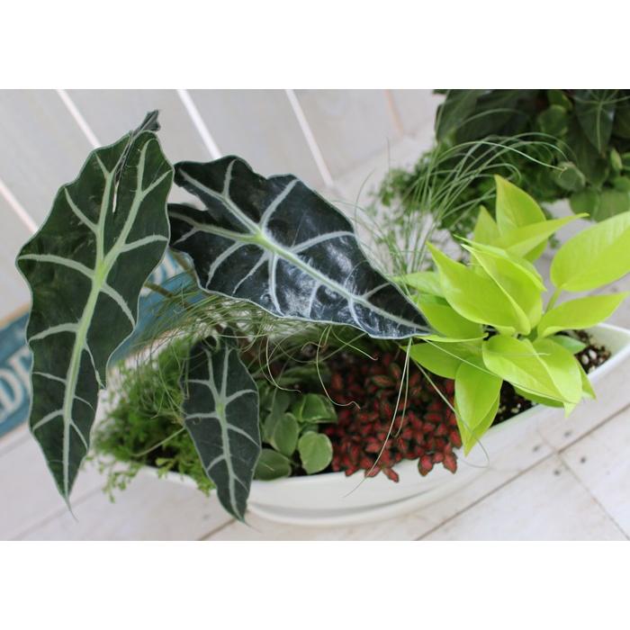 flower 送料無料 ・観葉植物の寄せ植え「ミニ観葉 in ホワイトシップ
