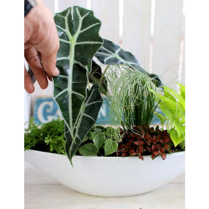 flower 送料無料 ・観葉植物の寄せ植え「ミニ観葉 in ホワイトシップ