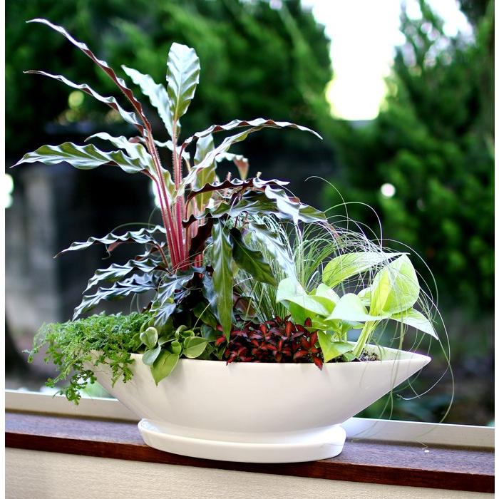 flower 送料無料 ・観葉植物の寄せ植え「ミニ観葉 in ホワイトシップ
