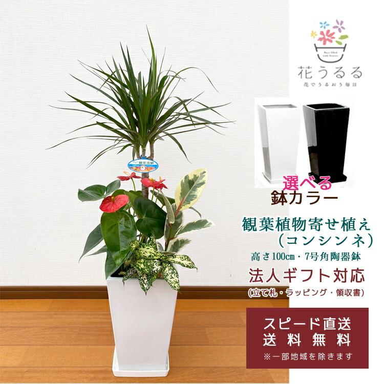 観葉植物 寄せ植え(コンシンネ)7号角陶器鉢|(白黒) 高さ約1m kan