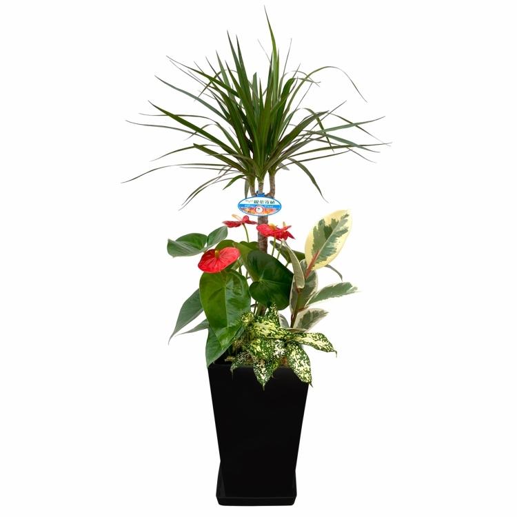 中古未使用 観葉植物 寄せ植え コンシンネ 7号角浅陶器鉢 白黒 高さ約65cm Kan Yosec07 006 開店祝い 新築祝い 誕生日 引越祝い インテリア お 送料無料c 花 ガーデン Diy工具 花 観葉植物 盆栽 Alhalaba Com