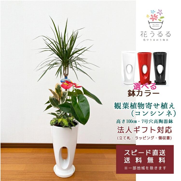 観葉植物 寄せ植え コンシンネ 7号穴高陶器鉢 白赤黒 高さ約1 0m Kan Yosec07 開店祝い 新築祝い 誕生日 引越し祝い インテリア おしゃれ 送料無料 Kan Yosec07 123 花うるる ハンギング 寄せ植え通販 通販 Yahoo ショッピング