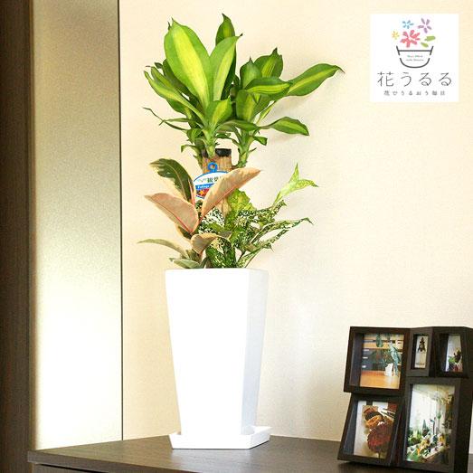 観葉植物 寄せ植え 幸福の木 6号角高陶器鉢 白黒 高さ約75cmyosem06 開店祝い 新築祝い 誕生日プレゼント 引越祝い インテリア おしゃれ 送料無料 Kan Yosem06 花うるる ハンギング 寄せ植え通販 通販 Yahoo ショッピング