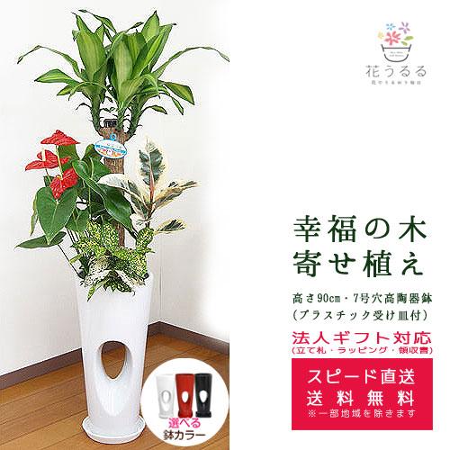 観葉植物 寄せ植え(幸福の木)7号穴高陶器鉢(白赤黒) 高さ約1.1m