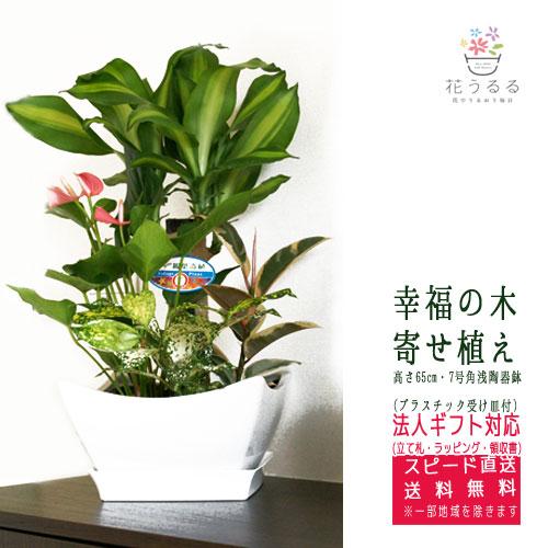 観葉植物 寄せ植え 幸福の木 7号角浅陶器鉢 白 高さ約65cm Yosem07 006 開店祝い 新築祝い 誕生日プレゼント 引越祝い インテリア おしゃれな鉢 送料無料 Kan Yosem07 006 花うるる ハンギング 寄せ植え通販 通販 Yahoo ショッピング