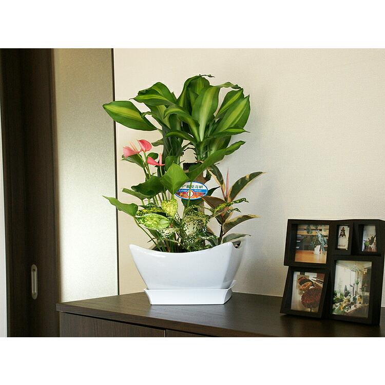 鉢植えセット　まとめ売り 植木鉢／プランター／樹脂製鉢／軽量】ゾア シリンダー 31cm（EB