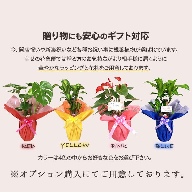 観葉植物 寄せ植え(幸福の木)7号角浅陶器鉢 高さ約65cm