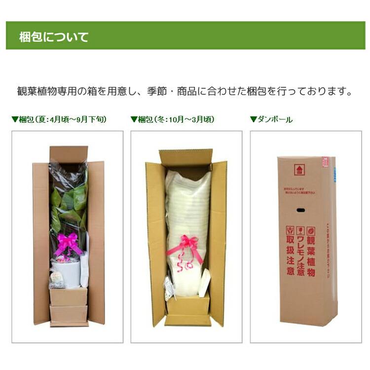 観葉植物 寄せ植え(幸福の木)7号角浅陶器鉢 高さ約65cm