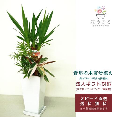 観葉植物 寄せ植え(ユッカ)6号角高陶器鉢|(白黒) 高さ約75cm『kan