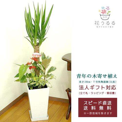 観葉植物 寄せ植え(ユッカ)7号角陶器鉢|(白黒) 高さ約1m kan-yosey-07