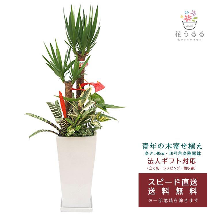 観葉植物 寄せ植え(ユッカ)10号角高陶器鉢| 高さ約1.4mkan-yosey10-003
