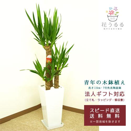 観葉植物 ユッカ(青年の木)7号角高陶器鉢(白黒)高さ約1.1m『kan-yucc07