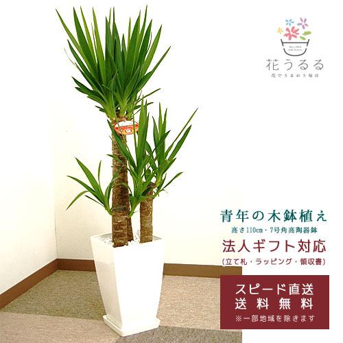 観葉植物 ユッカ(青年の木)7号角プラスチック鉢(白)高さ約1m 『kan