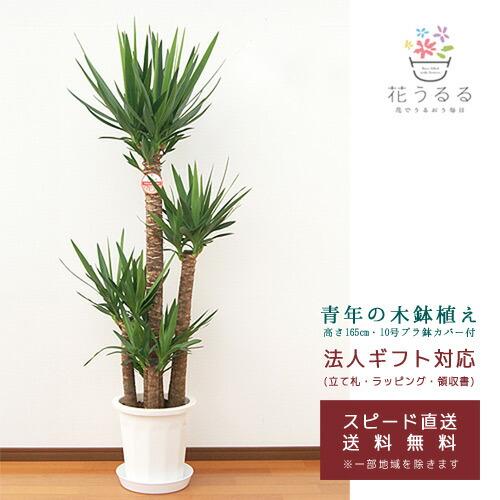 送料無料 観葉植物 ユッカ 青年の木 10号プラスチック鉢 Yucc10 001 高さ約1 65m 大型 開店祝い 新築祝い 誕生日 引越祝い 送料無料 Kan Yucc10 001 花うるる ハンギング 寄せ植え通販 通販 Yahoo ショッピング 受賞店舗 Www Maxipiso Com Ar