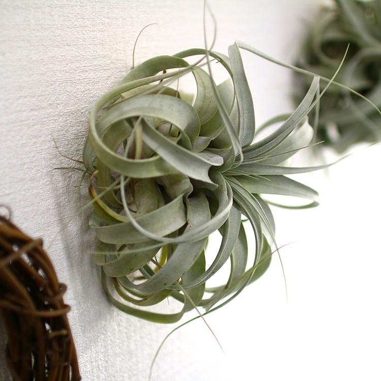 エア プランツ キロセグラフィカ サイズ23〜25cm 観葉植物 エア プランツ キロセグラフィカ サイズ23〜25cm 観葉植物