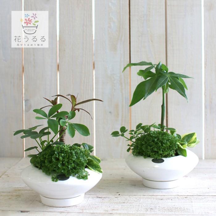 flower 送料無料 清涼感たっぷり・観葉植物の寄せ植え「ミニ観葉 in 
