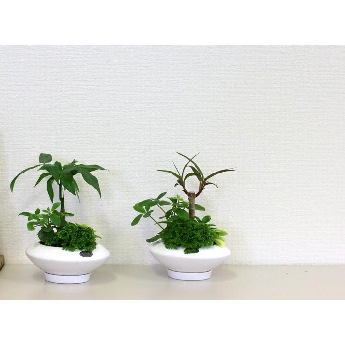 flower 送料無料 清涼感たっぷり・観葉植物の寄せ植え「ミニ観葉 in