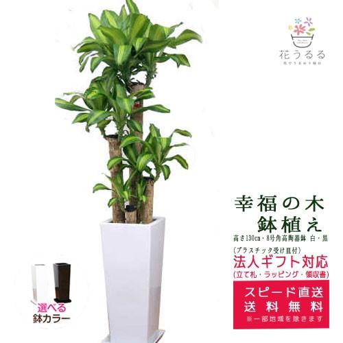観葉植物 幸福の木8号角高陶器鉢 白黒 高さ約1 3m ドラセナ マッサンゲアナ Mass08 大型 開店祝い 新築祝い インテリア アジアン モダン 送料無料 Kanyo Massan 8touki 花うるる ハンギング 寄せ植え通販 通販 Yahoo ショッピング