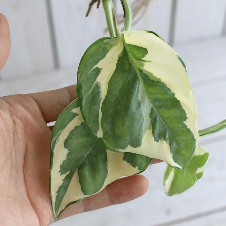 最上級 ポトス エンジョイ Kodama 吊り下げタイプ 観葉植物 ギフト