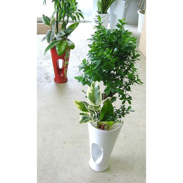 flower 観葉植物寄せ植え *ガジュマル・モダンスタイル(7寸・1m)* 大型