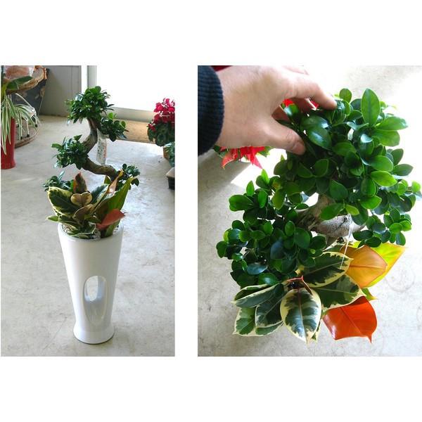 flower 観葉植物寄せ植え *ガジュマル・モダンスタイル(7寸・1m)* 大型