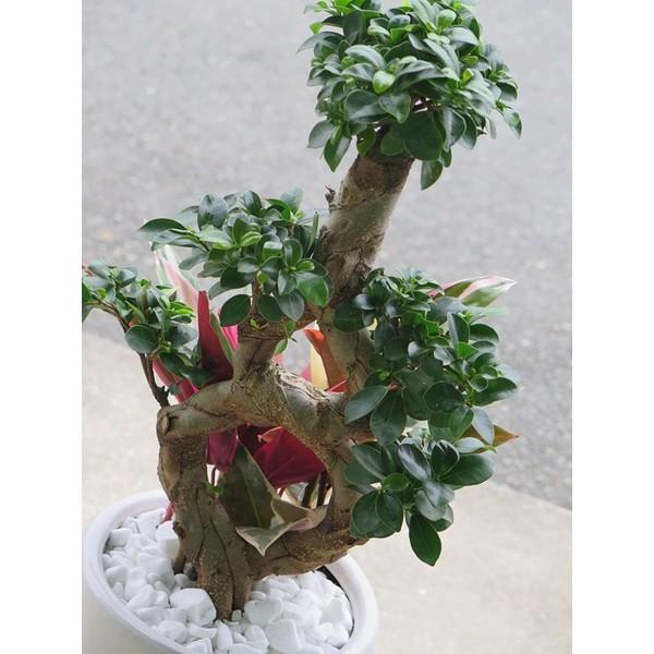 モダンなガジュマル flower 観葉植物寄せ植え *ガジュマル・モダンスタイル(7寸・1m)* 大型
