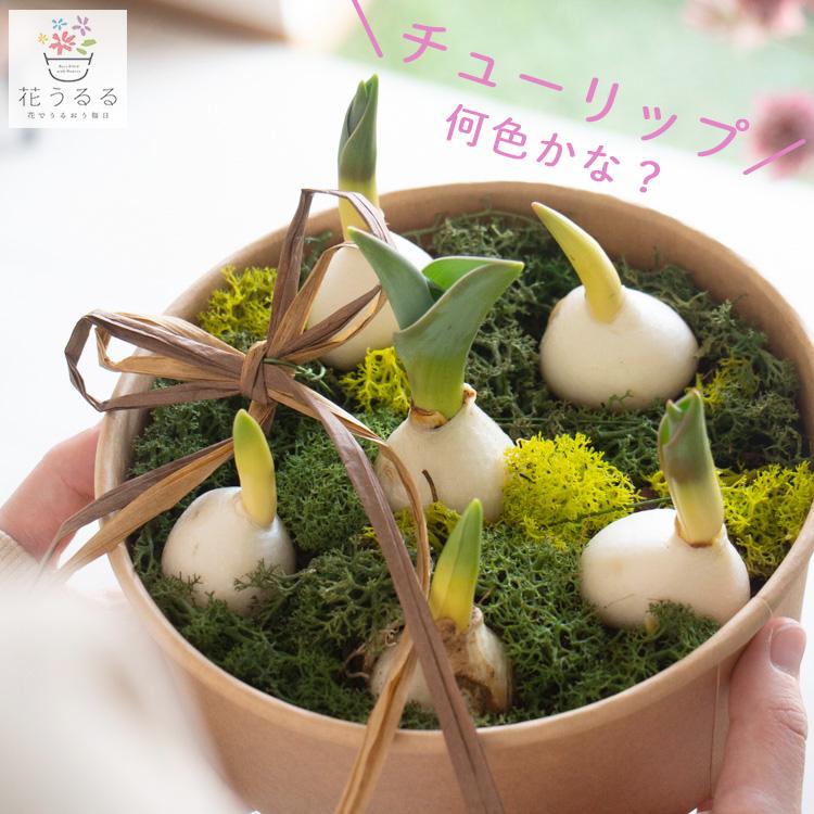 チューリップ　おまかせ　500球（本日販売終了日） 期間限定／ 芽出し球根 「チューリップinクラフトカップ」(花色